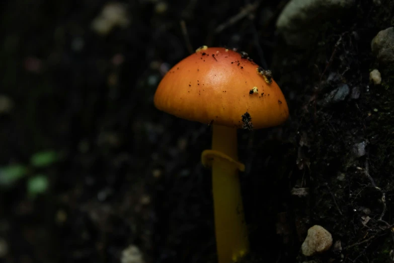 this is a small orange mushroom growing in the dirt