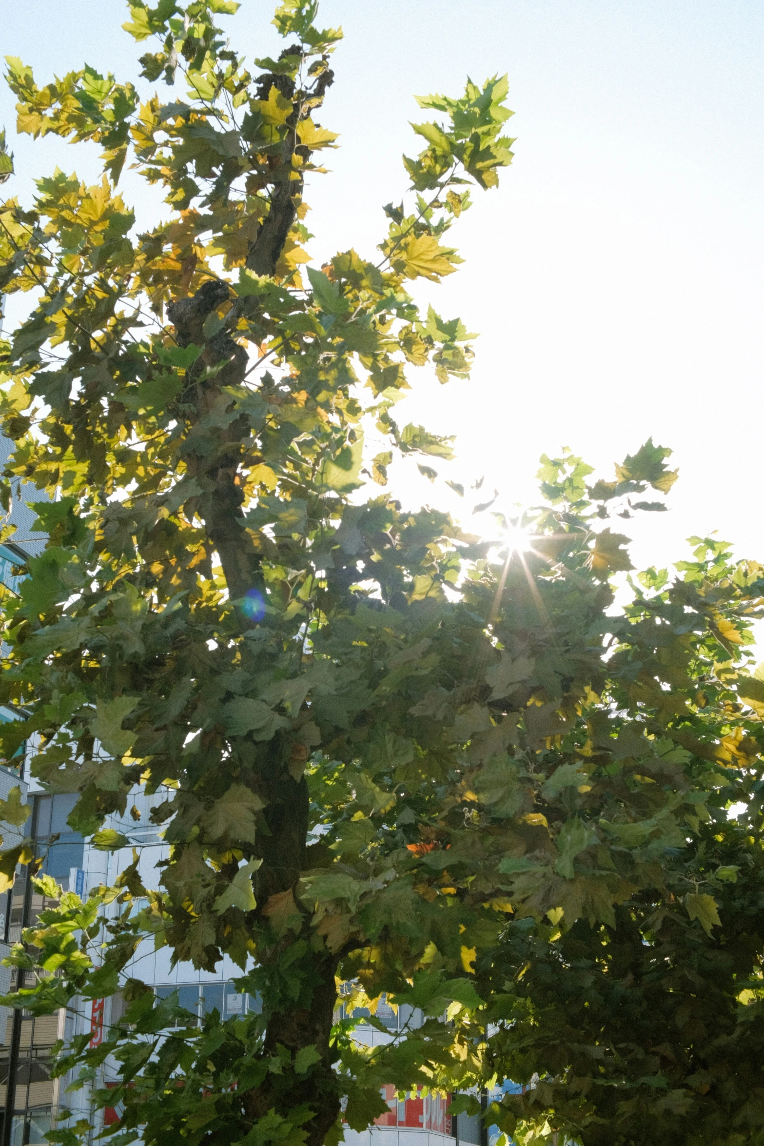 the top of a tree with its leaves changing