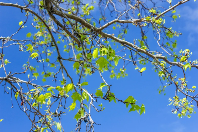 the nches of a tree with leaves on it