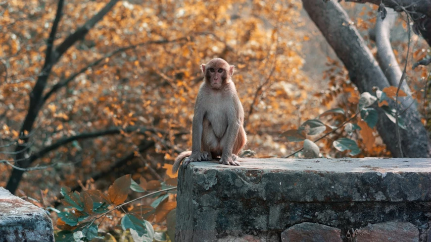 a small brown monkey sitting on top of a cement structure