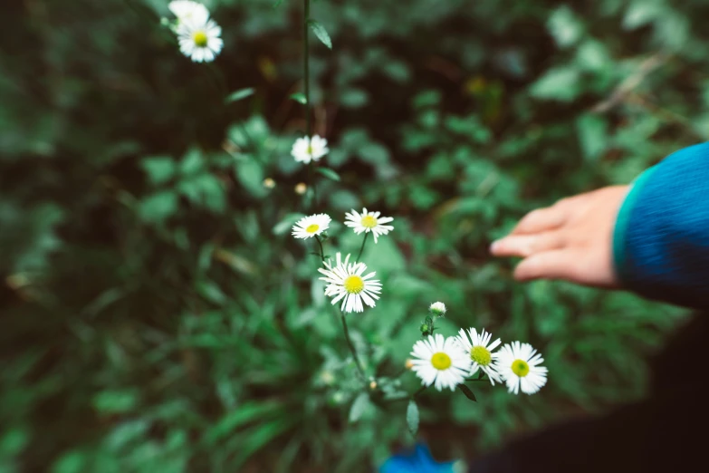 two people reaching out towards some small white daisies