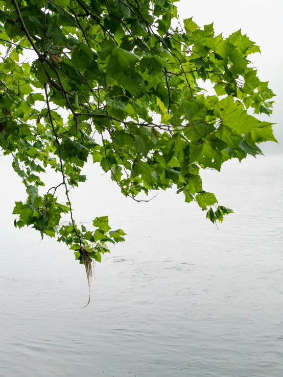 a bird flies low over the water as it glides