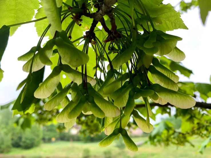 the leaves of a tree are covered in many different types of leaves