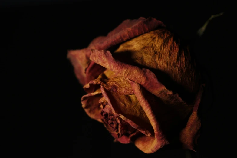 a dried flower on black background with one petals curled up