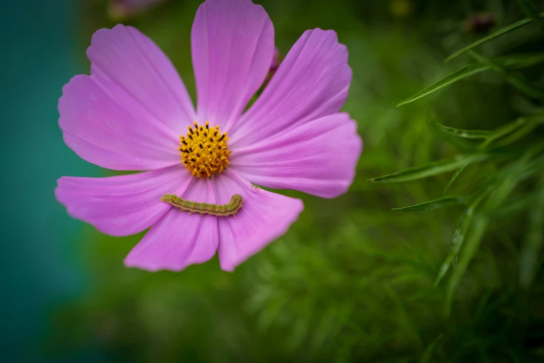 a small brown cater sits in the middle of a purple flower