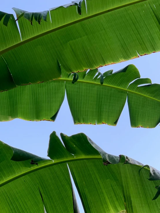 a large green leaf of a plant under a clear blue sky