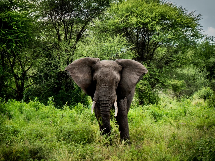an elephant standing in tall grass and trees