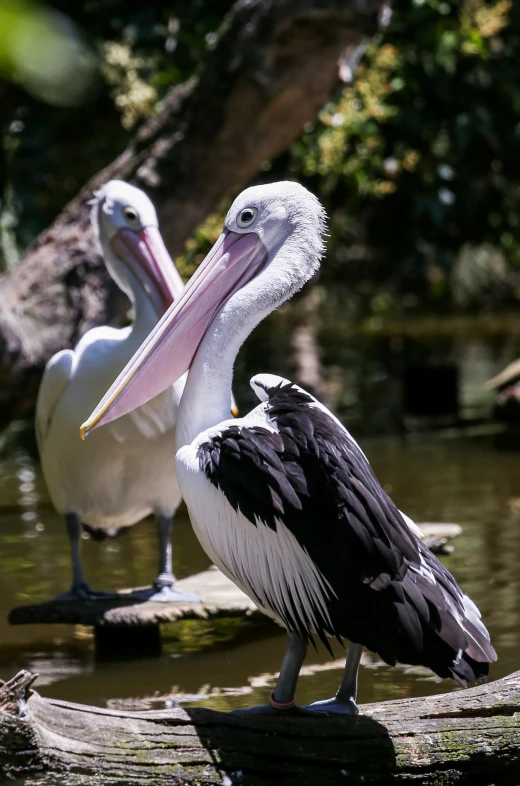 two pelicans perched on a tree nch in a water way