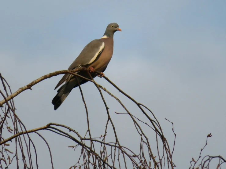 a large brown and white bird sitting on a tree nch