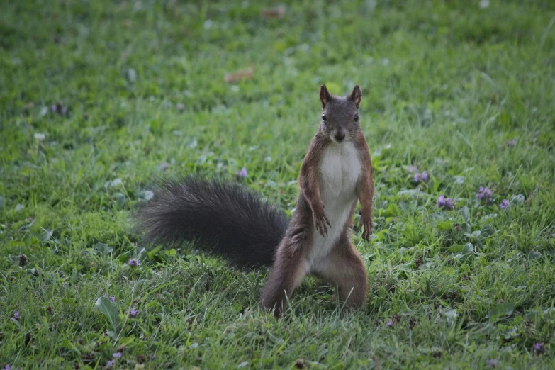 a squirrel with it's front paws on the ground