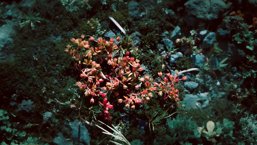 a bunch of pink flowers sitting next to rocks and grass