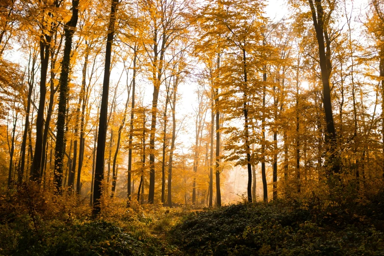 a field with trees in it that are all yellow