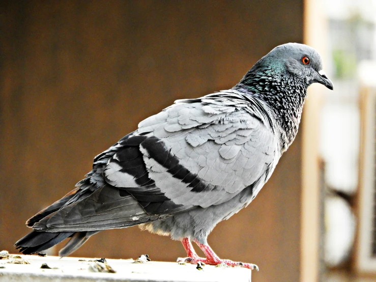 a black and white pigeon standing on top of a table