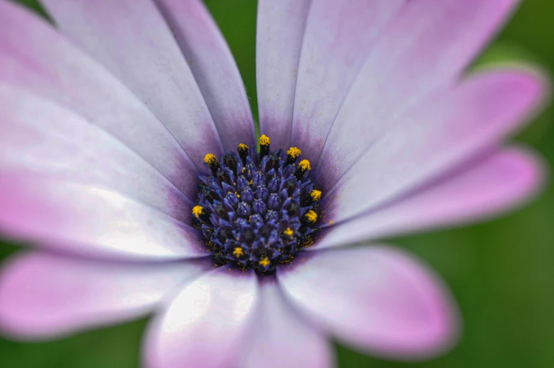 an image of a beautiful flower blooming inside the center of it