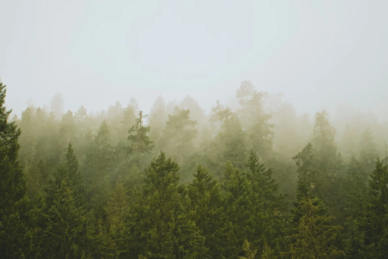 a large group of trees in the fog