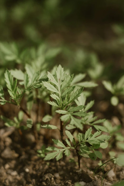 many leaves that are in the dirt and rocks