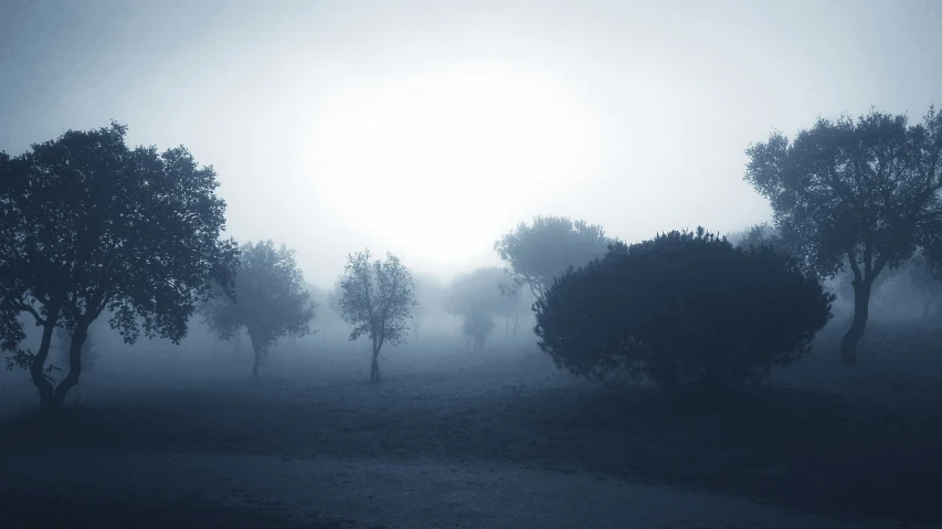 a herd of cattle standing on a field in the fog