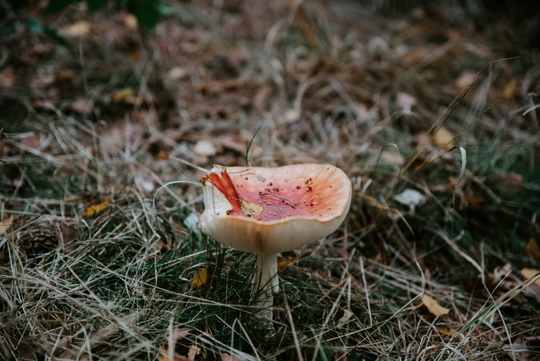 a close up view of a small mushroom in the forest