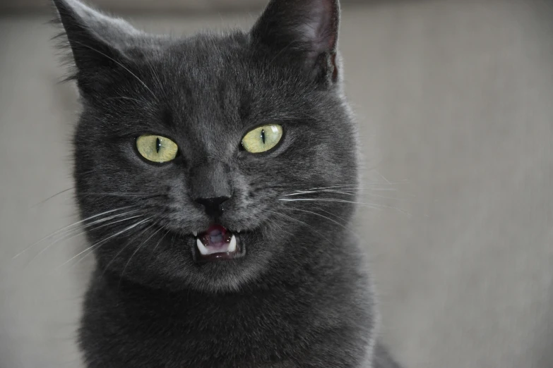 a cat with yellow eyes is hissing