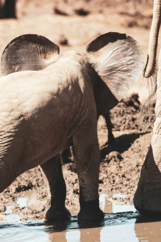 the legs and back of two elephants are wet from water