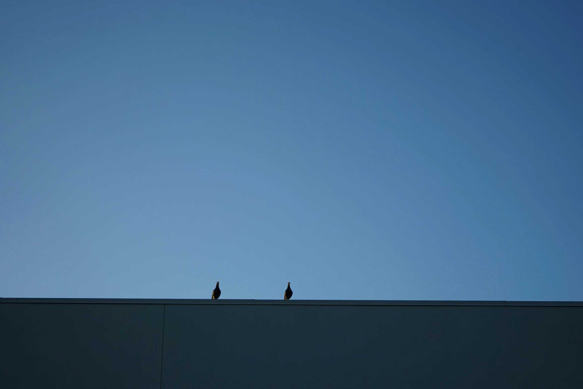 two birds are perched on top of a wall