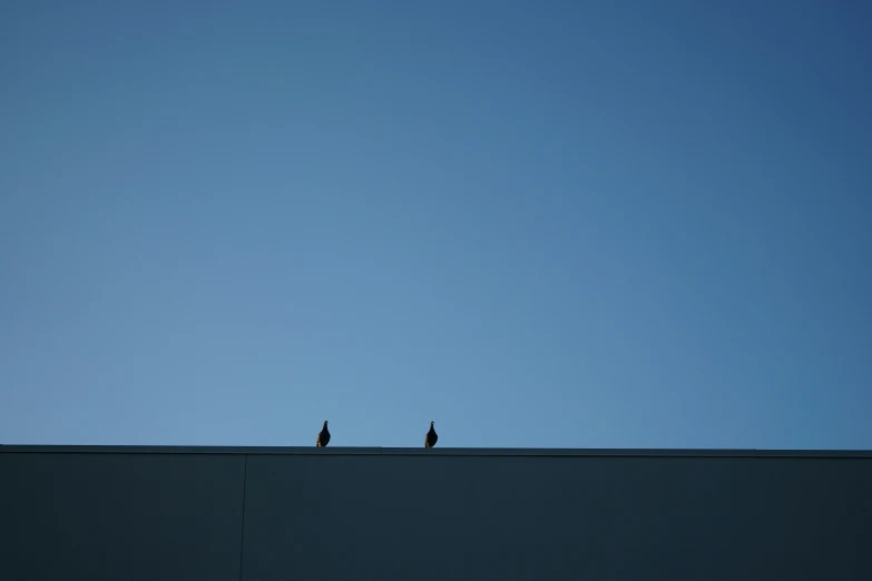 two birds are perched on top of a wall