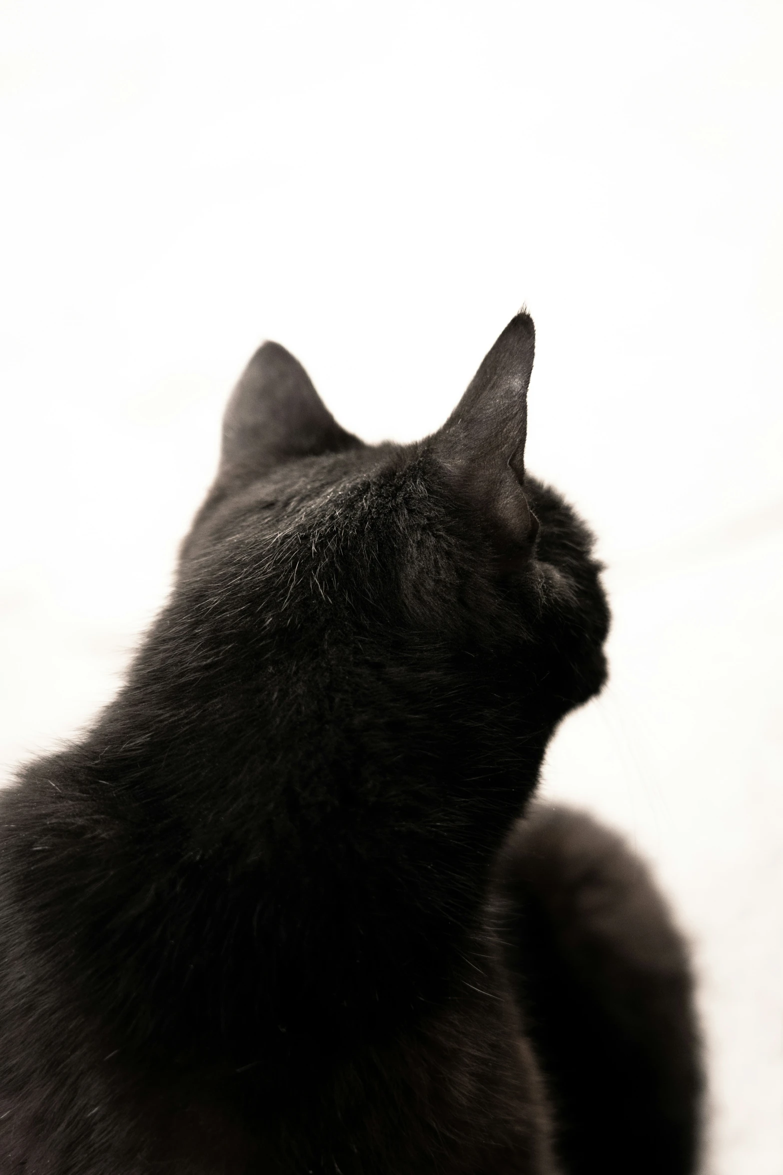 a close up view of a black cat looking into the sky