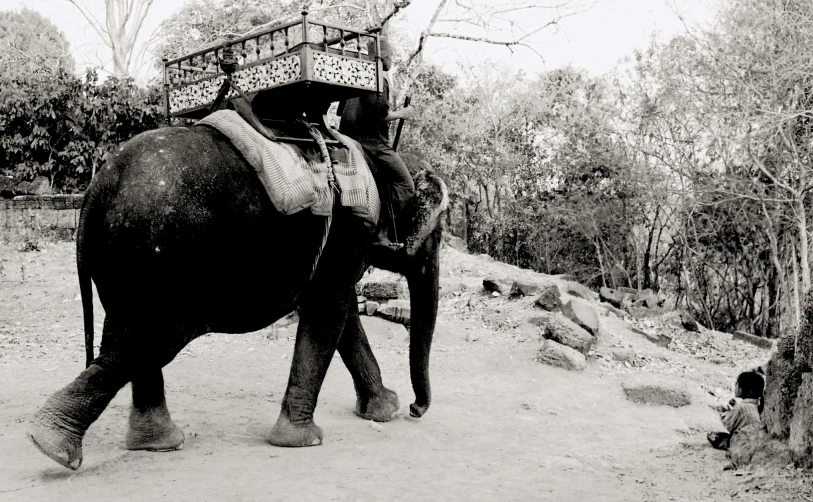 a man on an elephant walking down a trail