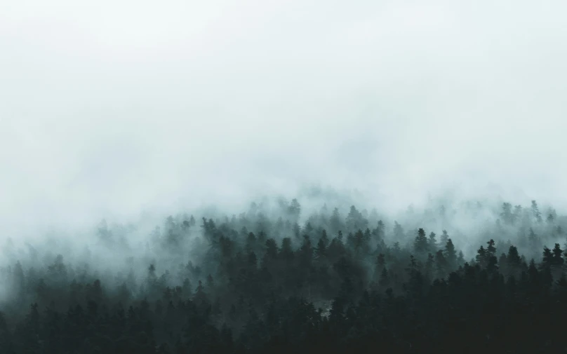 a green and white forest filled with trees