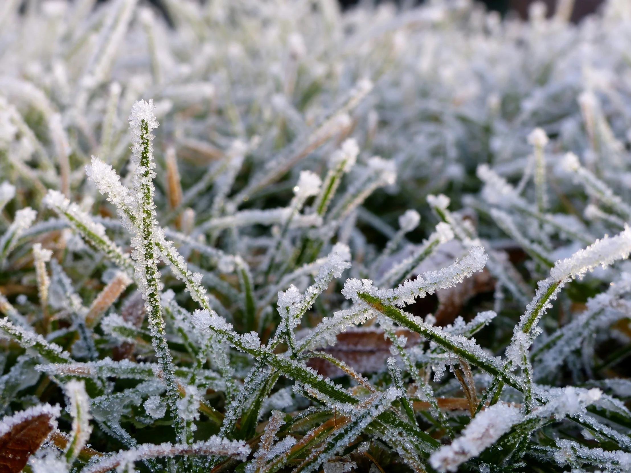 a field that has some frost on it