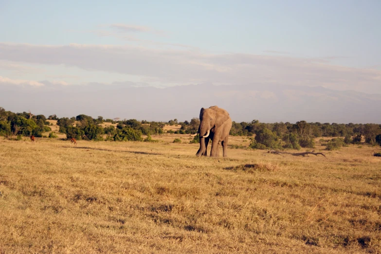 an elephant stands on the grassy plains while looking away