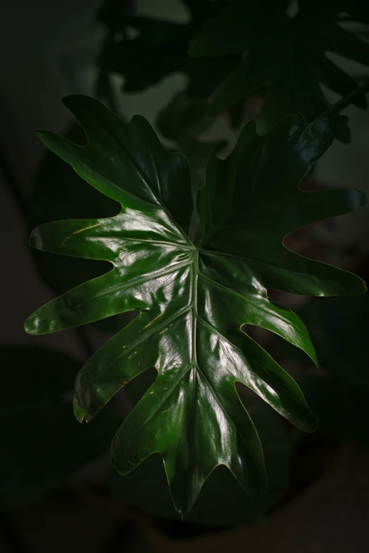 a plant with green leaves that has been dying