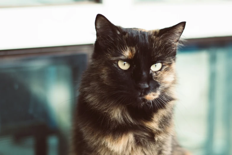 a calico cat looking off into the distance