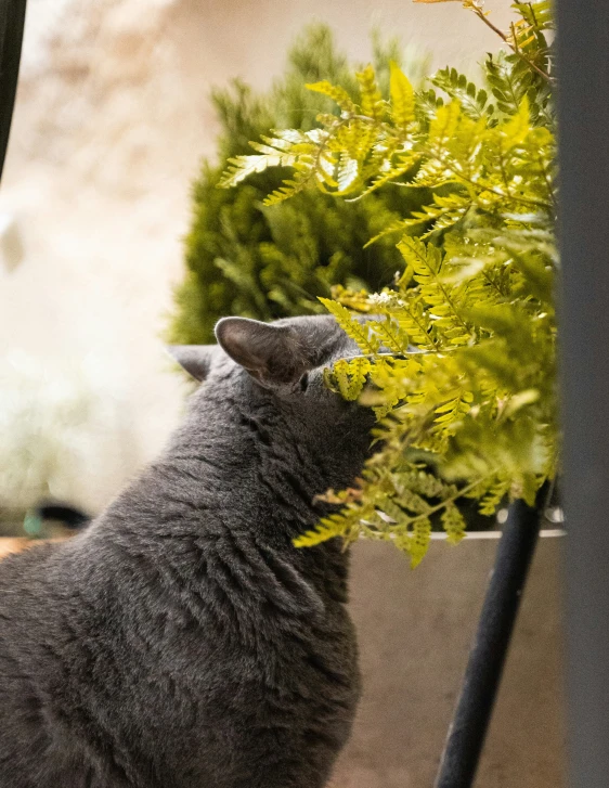 the grey cat is sniffing on some green plants