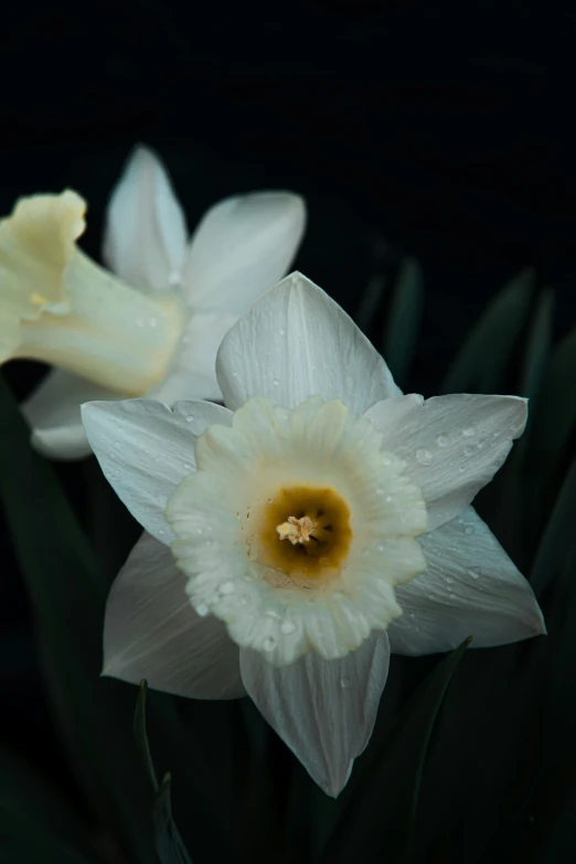 two flowers are in bloom in front of dark background