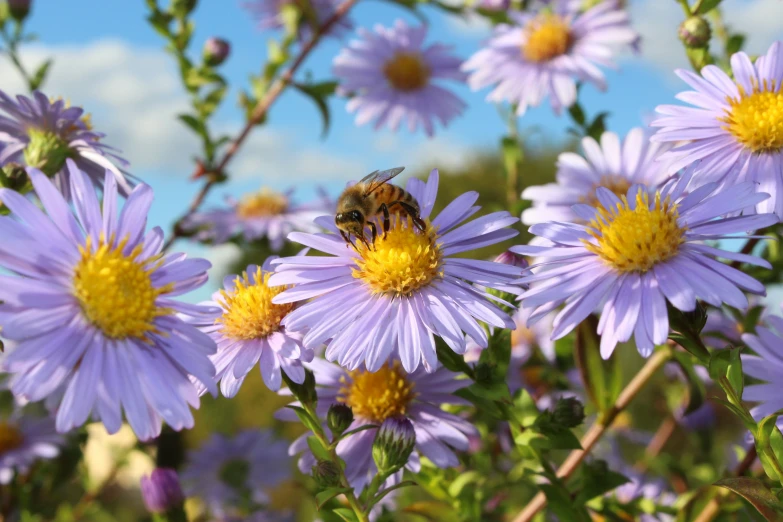 a bee on top of some purple flowers