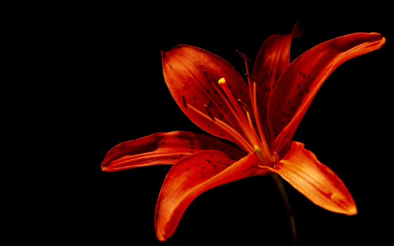 the flower is bright red and has leaves