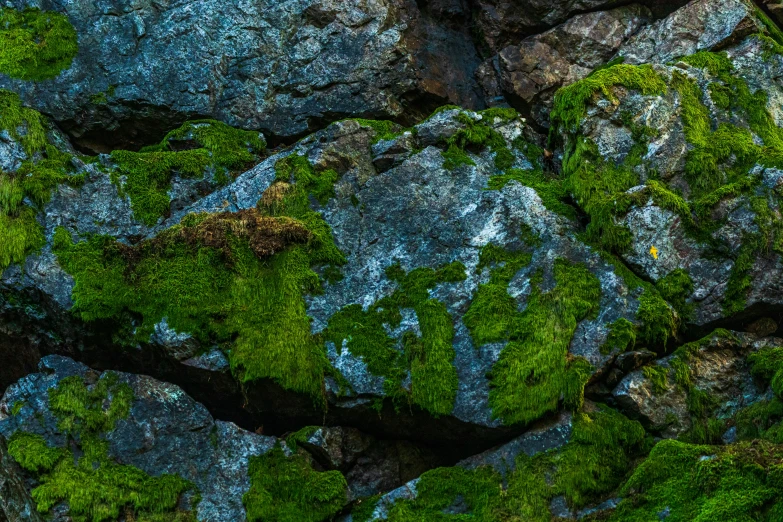 moss is growing on the rocks in the woods