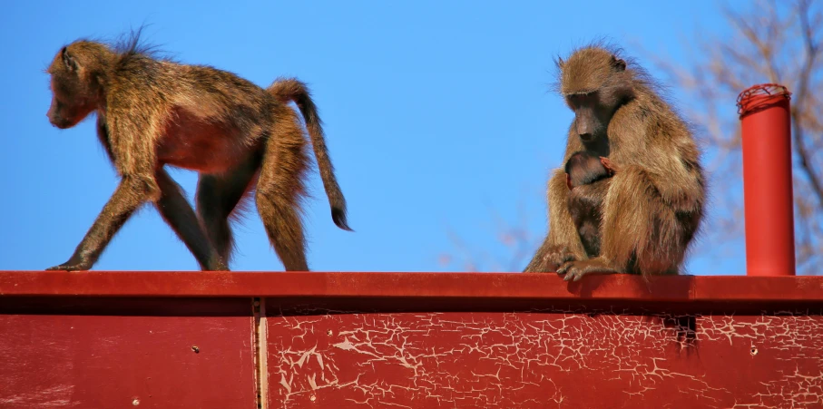 monkeys on the roof of an abandoned building