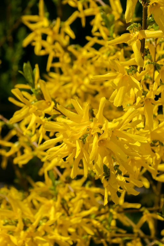 bright yellow flowers are blooming in the garden