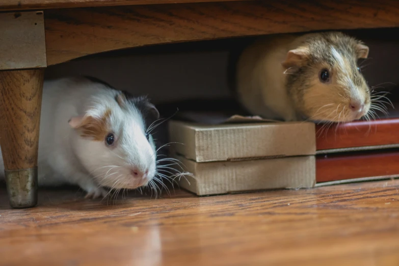 two very cute rat on the floor under a table