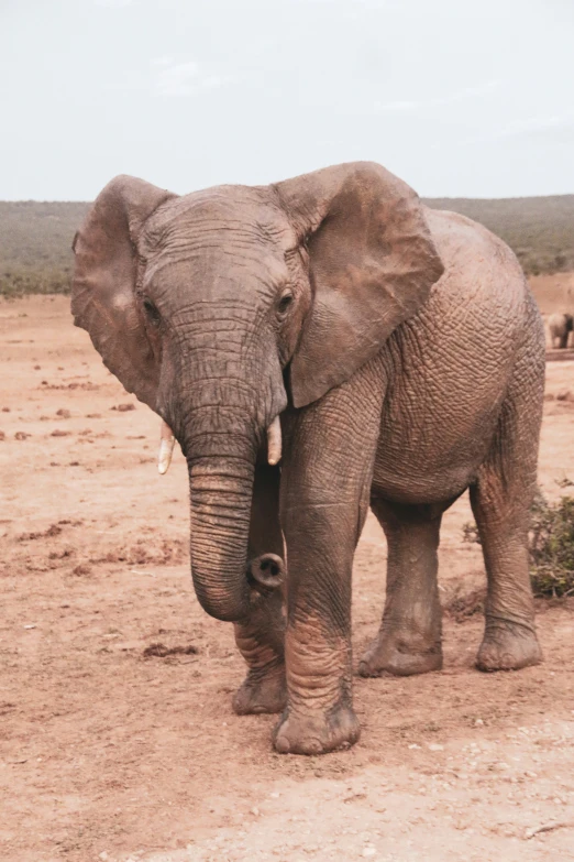 an elephant standing in a dry, brown land