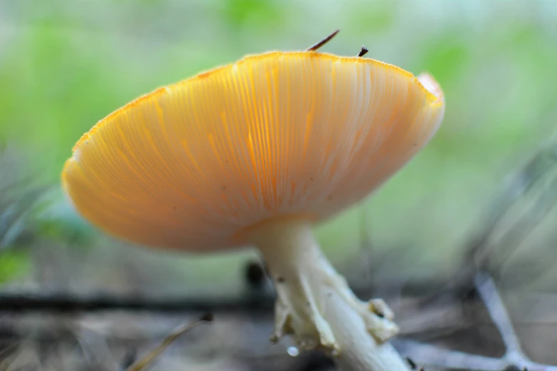 a large mushroom sitting on top of a field