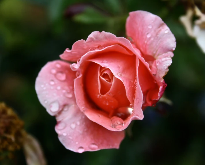 water drops on top of an orange rose