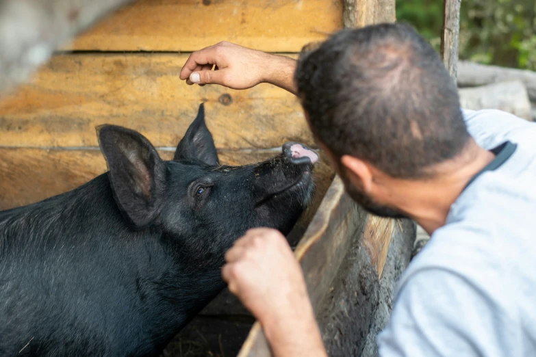 a man reaches into his piggy that is eating