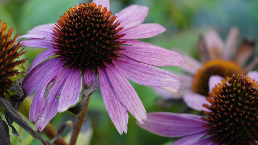 two purple flowers in a garden with other flowers