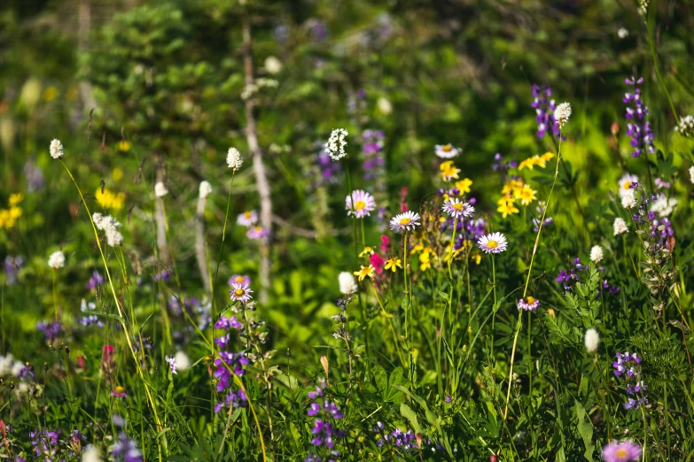 an area that has various types of wildflowers