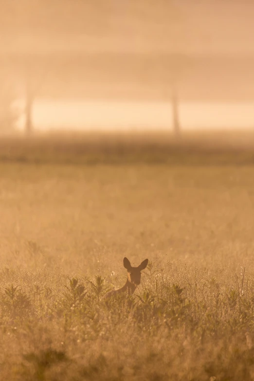 an adult kangaroo is sitting in a grassy field