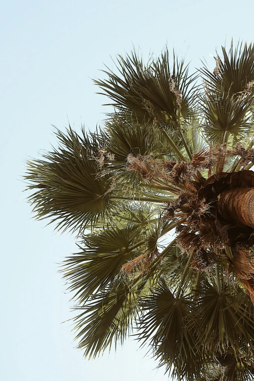 a tall palm tree with a brown trunk