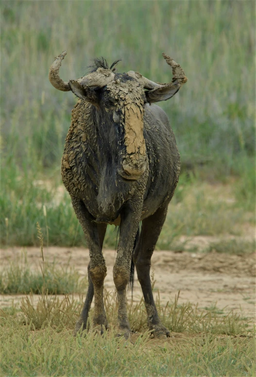 the bull with horns is very dirty in the mud